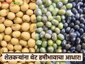 FPO Procurement Centers : केंद्र सरकारकडून मंजुरी; शेतकऱ्यांना मिळणार थेट हमीभाव संरक्षण वाचा सविस्तर - Marathi News | latest news FPO Procurement Centers: Approval from the Central Government; Farmers will get direct guaranteed price protection Read in detail | Latest agriculture News at Lokmat.com