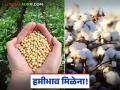 Soybean Cotton Market : सोयाबीनच्या दरात वाढ, पण कापूस हमीभावापासून दूरच वाचा सविस्तर - Marathi News | latest news Soybean Cotton Market: Soybean prices increase, but cotton remains far from the guaranteed price. Read in detail | Latest agriculture News at Lokmat.com