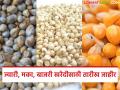 Hamibhav Kharedi : शेतकऱ्यांना दिलासा; ज्वारी, मका, बाजरी खरेदीसाठी तारीख जाहीर वाचा सविस्तर - Marathi News | latest news Hamibhav Kharedi: Relief for farmers; Date announced for procurement of jowar, maize, bajra Read in detail | Latest agriculture News at Lokmat.com