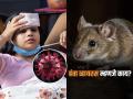 Hanta Virus : ताप, खोकला, श्वास घेण्यास त्रास... हंता व्हायरसने घेतला ३ जणांचा बळी, 'ही' आहेत लक्षणं - Marathi News | Hanta Virus outbreak on cruise ship know how this spread symptoms and why it can be deadly | Latest sakhi News at Lokmat.com