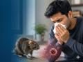Hantavirus माणसाच्या शरीरात किती काळ राहतो? वैज्ञानिकांनाही मिळेना उत्तर; संशोधन सुरू - Marathi News | How long does Hantavirus stay in the human body? Scientists still haven't found the answer; Research continues | Latest health News at Lokmat.com