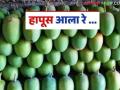 हापूससह बदामी लालबाग, तोतापुरीही दाखल; २० मार्चपासून बाजार समितीत आवक वाढणार - Marathi News | 16 tons of Hapus mangoes entered the Mumbai Market Committee for sale | Latest navi-mumbai News at Lokmat.com