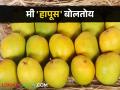 कोकणच्या हापूसला नवसंजीवनीची गरज - Marathi News | Hapus mango in Konkan need revival | Latest agriculture News at Lokmat.com