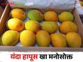 यंदा आंब्याचा हंगाम पुढे गेला.. उत्पादनातही होणार वाढणार - Marathi News | This year the mango season has boom and the production will also increase | Latest agriculture News at Lokmat.com