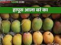 फळांचा राजा हापूस आंब्याची आवक सुरु; कसा मिळतोय बाजारभाव - Marathi News | The king of fruits is Hapus Mango start incoming in market; How is the market price? | Latest agriculture News at Lokmat.com