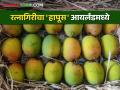 Mango Export खेडच्या सुपुत्राच्या 'आस्वाद मँगो' या ब्रँडचा आयर्लंडमध्ये डंका - Marathi News | Mango Export; Khed's son's brand 'Aswad Mango' launched in Ireland | Latest agriculture News at Lokmat.com