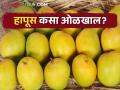 शेतकऱ्यांकडून आंबा खरेदी करा आणि हापूसमधील फसवणूक टाळा - Marathi News | Buy mangoes from farmers and avoid scams in Hapus | Latest agriculture News at Lokmat.com