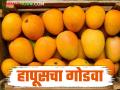 Hapus Mango: आवक वाढल्याने देवगडचा हापूस आंबा तोऱ्यात! वाचा सविस्तर - Marathi News | Hapus Mango: Devgad's Hapus Mango is in trouble due to increased arrivals! Read in detail | Latest agriculture News at Lokmat.com