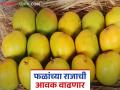 वाशी मार्केटमध्ये हापूससह बदामी लालबाग, तोतापुरीही दाखल; कोणत्या आंब्याला मिळतोय किती दर? - Marathi News | Along with Hapus, Badami, Lalbaug, and Totapuri have also entered the Vashi market; Which mango is getting what price? | Latest agriculture News at Lokmat.com