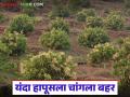 आंब्याच्या उत्पादनात थंडीयुक्त हिवाळा का महत्वाचा? यंदा कसे राहील हापूसचे उत्पादन? - Marathi News | Why is a cold winter important in mango production? How will the production of Hapus be this year? | Latest agriculture News at Lokmat.com