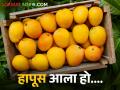 महाशिवरात्रीनिमित्त कोकणातील हापूस आंबा बाजारात दाखल; कसा मिळतोय बाजारभाव? - Marathi News | mahashivratri Hapus mangoes from Konkan enter the market; How is the market price? | Latest agriculture News at Lokmat.com