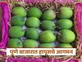 मार्केट यार्डात रत्नागिरी हापूसची आवक सुरू; वाचा ३ डझनाच्या पेटीला काय मिळाला भाव? - Marathi News | Arrival of Ratnagiri Hapus starts at the market yard; Read what price was received for a box of 3 dozen? | Latest agriculture News at Lokmat.com
