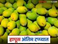 कोकणातील हापूसचा हंगाम शेवटच्या टप्प्यात; लवकरच या नवीन आंब्यांची आवक सुरु होणार - Marathi News | The Hapus season in Konkan is in its final stages; the arrival of these new mangoes will begin soon | Latest agriculture News at Lokmat.com