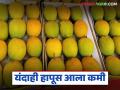 सलग तिसऱ्या वर्षी हापूसच्या आवकेत घट; गुढीपाडव्याच्या महुर्तावर आंब्याला काय मिळाला दर? - Marathi News | Mango arrivals decline for the third consecutive year; What was the price of mangoes during Gudi Padwa? | Latest agriculture News at Lokmat.com