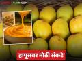 हापूसवरील संकटे संपेनात; आधी निसर्गाचा फटका, मग बाजारपेठेत झटका आता कॅनिंग कंपन्यांची अडवणूक - Marathi News | The crisis on Hapus is not over; first the blow of nature, then the shock in the market, now the obstruction of canning companies | Latest agriculture News at Lokmat.com