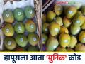 Unique code for Hapus Mango : हापूस आंब्याची बोगस विक्री थांबविण्यासाठी युनिक कोड कसे काम करणार? - Marathi News | Unique code for Hapus Mango : How will the unique code work to stop the bogus sale of Hapus Mango? | Latest agriculture News at Lokmat.com