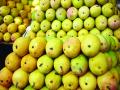 आंबा हंगाम या वर्षी लांबण्याची चिन्हे! - Marathi News | Mango season marks the end of this year! | Latest sindhudurga News at Lokmat.com
