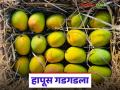 उत्पादन कमी त्यात यंदा दरही गडगडला; बारा हजाराच्या आंबा पेटीला वाचा काय मिळतोय दर? - Marathi News | Production is low, prices have also plummeted this year; Read what price you are getting for a box of mangoes worth Rs 12,000 | Latest agriculture News at Lokmat.com