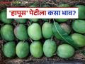 Hapus Mango Market : वाशी बाजार समितीत हापूसच्या तब्बल ९ हजार पेट्यांची आवक; कसा मिळतोय दर? - Marathi News | Hapus Mango Market : As many as 9 thousand boxes of Hapus Mango have arrived at Vashi Market Committee; How are they getting the price? | Latest agriculture News at Lokmat.com