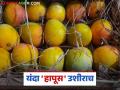 Hapus Mango : यंदा हापूस खायला मिळणार का? वातावरणातील बदलामुळे यंदा जेमतेम २५ ते ३० टक्केच आंबा - Marathi News | Hapus Mango : Will we get to eat mangoes this year? Due to climate change, only 25 to 30 percent of mangoes will be available this year | Latest agriculture News at Lokmat.com