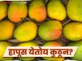 यंदा उत्पादन घटूनही बाजारात सर्वत्र हापूस कसा मिळतोय? नक्की तो आंबा येतोय कुठून? - Marathi News | How come mangoes are everywhere in the market despite the decline in production this year? Where exactly are those mangoes coming from? | Latest agriculture News at Lokmat.com