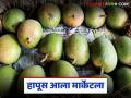 Hapus Market : कोकणचा 'हापूस' बाजारात दरवळला!, निर्यात बंद असूनही 'तेजी', काय दर मिळतोय?  - Marathi News | Latest news Hapus amba Market What are current market rates for Alphonso mangoes | Latest agriculture News at Lokmat.com