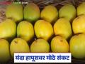 यंदा आंबा उशिरा येऊन देखील बाजारात अपेक्षित दर नाही; वाचा पेटीला काय मिळतोय दर? - Marathi News | This year, mangoes have arrived late but the market is not at the expected price; What price is the farmer getting? | Latest agriculture News at Lokmat.com