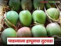यंदा २० वर्षात प्रथमच मोठ्या प्रमाणात आंब्याचा तुटवडा; पाडव्याला कसा राहील हापूसचा दर? - Marathi News | This year, for the first time in 20 years, there is a huge shortage of mangoes; How will the price of mangoes be maintained during Padwa? | Latest agriculture News at Lokmat.com