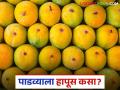 Hapus Market : यंदा गुढीपाडव्याला बाजारात हापूसची आवक कमी; कसा राहील दर? - Marathi News | Hapus Market : This year, the arrival of Hapus in the market during Gudi Padwa is less; How will the price be? | Latest agriculture News at Lokmat.com