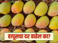 पुणे मार्केट यार्डातील फळबाजारात आंब्याची आवक वाढली; कोकण हापूसला कसा मिळतोय दर? - Marathi News | The arrival of mangoes has increased in the fruit market in Pune Market Yard; How are Konkan Hapus getting the best price? | Latest agriculture News at Lokmat.com