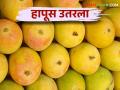 होळीला पुरणपोळीसह आमरसही; हापूसची आवक वाढली - Marathi News | Mango with Puranpoli on Holi; Hapus Mango incoming increased | Latest agriculture News at Lokmat.com