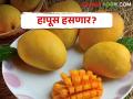 जगाला भुरळ घालणाऱ्या हापूस आंब्याला कधी दिस येतील - Marathi News | When will good days for Hpuas Mango the king of mango in the world | Latest agriculture News at Lokmat.com