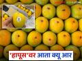 देवगड हापूस आंब्यासाठी आता युनिक कोड; आंबा बागायतदारांना कसा होणार फायदा? - Marathi News | Unique code now for Devgad Hapus mango; How will mango grower farmers benefit? | Latest agriculture News at Lokmat.com