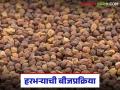 रब्बीतील पेरणीसाठी हरभऱ्यावर बीजप्रक्रिया करा, 10 ते 15 टक्के उत्पादनात होईल वाढ! - Marathi News | Latest News Harbhara Bij Prakriya Treat gram seeds for sowing in Rabi season, yield will increase | Latest agriculture News at Lokmat.com