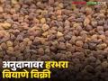Harbhara Biyane : हरभरा बियाणे विक्री, 10 किलोपासून ते 30 किलोपर्यंत बॅगा, असे आहेत दर  - Marathi News | Latest News harbhara Biyane vikri Gram seeds for sale, bags from 10 kg to 30 kg, see prices | Latest agriculture News at Lokmat.com
