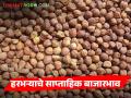 हरभऱ्याच्या किंमती 5.65 टक्क्यांनी घसरल्या, लोकल, चाफा, गरडा हरभऱ्याला काय दर आहेत?  - Marathi News | Latest News Harbhara Market Gram prices fell by 5.65 percent, what are the rates of local, chafa, garda harbhara | Latest agriculture News at Lokmat.com