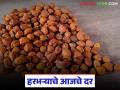 Harbhara Market : काबुली, चाफा, काट्या की लोकल, कुठला हरभरा तेजीत, वाचा आजचे सविस्तर बाजारभाव  - Marathi News | Latest News Kabuli, Chafa, Katya or Local, which gram is rising, read today's detailed market price | Latest agriculture News at Lokmat.com