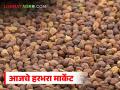 Harbhara Market : लोकल हरभऱ्याला क्विंटलला काय भाव मिळतोय, आवक किती होतेय, वाचा सविस्तर - Marathi News | Latest news Harbhara Market What Price Are Local Chickpeas Fetching Per Quintal | Latest agriculture News at Lokmat.com