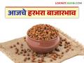 Harabhara bajara bhav : नव्या हरभऱ्याची आवक बाजारात आवक किती; कसा मिळतोय दर ते वाचा सविस्तर - Marathi News | Harabhara bajara bhav : How much is the arrival of new Harabhara in the market; How to get rates read in detail | Latest agriculture News at Lokmat.com