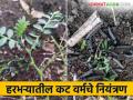 Harbhara Cut Worm : हरभऱ्यात मोठ्या प्रमाणात नुकसान करणाऱ्या ह्या अळीचे कसे कराल नियंत्रण? - Marathi News | Harbhara Cut Worm : How to control this worm that causes a lot of damage in chick pea? | Latest agriculture News at Lokmat.com