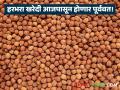 Harbhara Kharedi : हरभरा खरेदी पुन्हा सुरू; बारदान्याअभावी थांबलेली प्रक्रिया अखेर पूर्ववत - Marathi News | latest news Harbhara Kharedi: Gram procurement resumes; Process halted due to lack of grain finally restored | Latest agriculture News at Lokmat.com