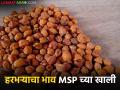 मागील आठवडाभर हरभरा दर कसे होते, चाफा, गरडा, काट्या हरभऱ्याला काय मार्केट मिळाले?  - Marathi News | Latest news How was the price harbhara during the last week see chafa, garda, and katya harbhara market | Latest agriculture News at Lokmat.com