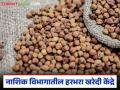 नाशिक विभागात एकूण 26 ठिकाणी हरभरा, तूर खरेदी केंद्रास मान्यता, काय हमीभाव मिळतोय?  - Marathi News | Latest News Approval of gram, tur procurement centers at 26 locations in Nashik division, | Latest agriculture News at Lokmat.com