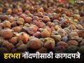 आजपासून नाफेडद्वारा हरभऱ्याची नोंदणी व खरेदी, नोंदणीसाठी कोणकोणती कागदपत्रे लागतील? - Marathi News | Latest News what documents will be required for registration and purchase of gram through NAFED | Latest agriculture News at Lokmat.com