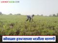 Harbhara Bhaji : शेतकऱ्यांना दिलासा; कोवळ्या हरभऱ्याच्या भाजीला वाढली मागणी वाचा सविस्तर - Marathi News | latest news Harbhara Bhaji: Relief for farmers; Demand for young gram vegetable has increased Read in detail | Latest agriculture News at Lokmat.com