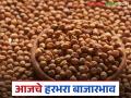 Harbhara Bajar Bhav: बाजारात हरभऱ्याची आवक किती; कसा मिळाला दर ते वाचा सविस्तर - Marathi News | Harbhara Bazaar Bhav: How much Harbhara has arrived in the market; Read in detail how the price was obtained | Latest agriculture News at Lokmat.com