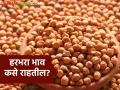 Harbhara Market : ऑक्टोबर-डिसेंबरमध्ये हरभरा बाजारभाव कसे राहतील? जाणून घ्या सविस्तर  - Marathi News | Latest news Harbhara Market How will Harbhara market prices be in October-December Know in detail  | Latest agriculture News at Lokmat.com