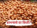 Harbhara Bajarbhav : हरभऱ्याला मिळतोय का एमएसपी दर; जाणून घ्या सविस्तर - Marathi News | latest news Harbhara Bajarbhav: Is Harbhara getting MSP rate? Know the details | Latest agriculture News at Lokmat.com