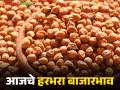 Harbhara Bajarbhav : राज्यात हरभरा बाजारात ट्विस्ट; काबुली हरभऱ्याला सोन्याचा भाव, लोकलला फटका - Marathi News | latest news Harbhara Bajarbhav: Twist in the Harbhara market in the state; Gold price for Kabuli gram, local hit | Latest agriculture News at Lokmat.com