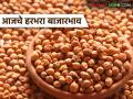 Harbhara Bajar Bhav: लोकल, गरडा जातीच्या हरभऱ्याची आवक किती; कसा मिळाला दर ते वाचा सविस्तर - Marathi News | Harbhara Bazaar Bhav: latest news How much is the arrival of local, Garada variety gram; Read in detail how the price was obtained | Latest agriculture News at Lokmat.com